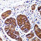 Cannabinoid Receptor 2 antibody, 18-009, ProSci, Immunohistochemistry paraffin image 