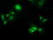 Phenazine Biosynthesis Like Protein Domain Containing antibody, M10149, Boster Biological Technology, Immunofluorescence image 