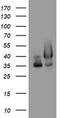 GAPDH antibody, TA802524, Origene, Western Blot image 