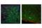 Tyrosine Hydroxylase antibody, 13106S, Cell Signaling Technology, Flow Cytometry image 