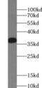 Renalase, FAD Dependent Amine Oxidase antibody, FNab07239, FineTest, Western Blot image 