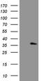 Ankyrin Repeat And SOCS Box Containing 13 antibody, CF809433, Origene, Western Blot image 