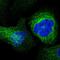 Endothelial cell-selective adhesion molecule antibody, HPA051043, Atlas Antibodies, Immunocytochemistry image 