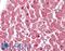 Caspase-12 antibody, LS-B3645, Lifespan Biosciences, Immunohistochemistry paraffin image 