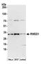 RWD Domain Containing 1 antibody, A305-753A-M, Bethyl Labs, Western Blot image 