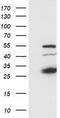 SSX Family Member 1 antibody, CF502722, Origene, Western Blot image 