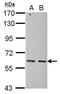 Protein Only RNase P Catalytic Subunit antibody, GTX121658, GeneTex, Western Blot image 