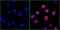 RPA34 antibody, A700-009, Bethyl Labs, Immunofluorescence image 