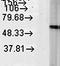 Heat Shock Protein Family D (Hsp60) Member 1 antibody, orb67315, Biorbyt, Western Blot image 