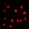 CDC Like Kinase 1 antibody, orb235102, Biorbyt, Immunofluorescence image 