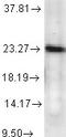 Prostaglandin E synthase 3 antibody, TA326391, Origene, Western Blot image 