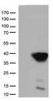 Sca1 antibody, CF813274, Origene, Western Blot image 