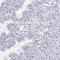 NABC1 antibody, HPA054745, Atlas Antibodies, Immunohistochemistry frozen image 