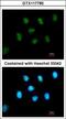 Zinc finger protein GLIS1 antibody, GTX117785, GeneTex, Immunofluorescence image 