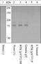 Bruton Tyrosine Kinase antibody, 44-1350G, Invitrogen Antibodies, Western Blot image 