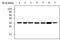 Lactate Dehydrogenase A antibody, MA5-17246, Invitrogen Antibodies, Western Blot image 