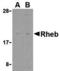 Ras Homolog, MTORC1 Binding antibody, A00827, Boster Biological Technology, Western Blot image 