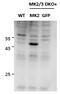 MK2 antibody, MBS422978, MyBioSource, Western Blot image 