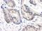 COP9 Signalosome Subunit 3 antibody, A300-012A, Bethyl Labs, Immunohistochemistry frozen image 