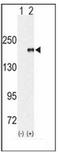 Histone-lysine N-methyltransferase EHMT1 antibody, AP11093PU-N, Origene, Western Blot image 