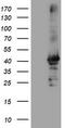 Crystallin Zeta Like 1 antibody, CF504617, Origene, Western Blot image 