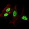 Lin-28 Homolog A antibody, LS-B11566, Lifespan Biosciences, Immunofluorescence image 