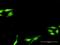 SNF8 Subunit Of ESCRT-II antibody, H00011267-D01P, Novus Biologicals, Immunofluorescence image 