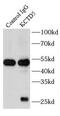 Potassium Channel Tetramerization Domain Containing 5 antibody, FNab04506, FineTest, Immunoprecipitation image 