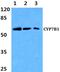 Cytochrome P450 Family 7 Subfamily B Member 1 antibody, PA5-75380, Invitrogen Antibodies, Western Blot image 