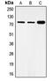 Forkhead Box O1 antibody, MBS821104, MyBioSource, Western Blot image 