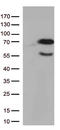NS antibody, TA813296, Origene, Western Blot image 