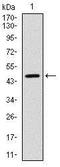 Yes Associated Protein 1 antibody, TA336916, Origene, Western Blot image 