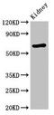 Syntaxin Binding Protein 3 antibody, orb53031, Biorbyt, Western Blot image 