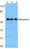 DNA polymerase delta subunit 3 antibody, PA5-36951, Invitrogen Antibodies, Western Blot image 