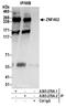 Zinc Finger Protein 462 antibody, A303-270A, Bethyl Labs, Immunoprecipitation image 