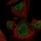 Mitogen-Activated Protein Kinase Kinase Kinase 3 antibody, HPA035410, Atlas Antibodies, Immunocytochemistry image 