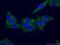 CCR4-NOT Transcription Complex Subunit 1 antibody, 66507-1-Ig, Proteintech Group, Immunofluorescence image 
