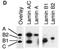 Lamin A/C antibody, IQ332, Immuquest, Dot Blot image 