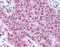 Matrix Metallopeptidase 13 antibody, TA341185, Origene, Immunohistochemistry frozen image 