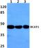 Branched Chain Amino Acid Transaminase 1 antibody, A05089, Boster Biological Technology, Western Blot image 