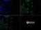 Late Endosomal/Lysosomal Adaptor, MAPK And MTOR Activator 1 antibody, NBP1-71689, Novus Biologicals, Immunofluorescence image 