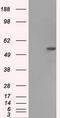 Fumarate Hydratase antibody, TA500675S, Origene, Western Blot image 