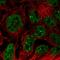 Uncharacterized protein C17orf51 antibody, HPA052106, Atlas Antibodies, Immunocytochemistry image 