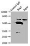 BCL2 Associated Athanogene 3 antibody, LS-C372042, Lifespan Biosciences, Immunoprecipitation image 