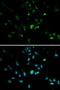 Myocyte Enhancer Factor 2C antibody, orb129685, Biorbyt, Immunofluorescence image 