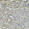 hPot1 antibody, LS-C331495, Lifespan Biosciences, Immunohistochemistry paraffin image 