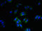 Serine Palmitoyltransferase Long Chain Base Subunit 3 antibody, LS-C397341, Lifespan Biosciences, Immunofluorescence image 