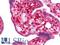 Nectin Cell Adhesion Molecule 2 antibody, LS-B10820, Lifespan Biosciences, Immunohistochemistry paraffin image 