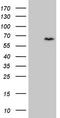 CCD36 antibody, LS-C791602, Lifespan Biosciences, Western Blot image 