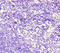 Corneodesmosin antibody, CSB-PA005124LA01HU, Cusabio, Immunohistochemistry paraffin image 